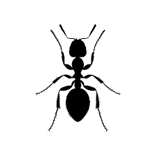 Black Ant