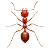 Ant Smasher game logo
